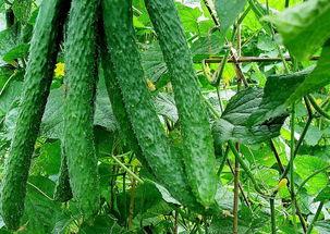 黄瓜农药爆料方法视频教程,轻松掌握安全食用技巧